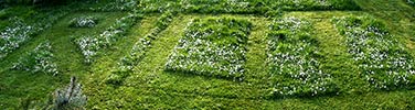 riots | green | floor | grass | germany (22 votes)