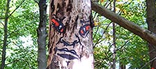 zonenkinder | tree | germany (13 votes)