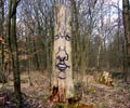 zonenkinder | tree | germany (15 votes)