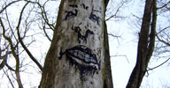 zonenkinder | tree | hamburg | germany (16 votes)