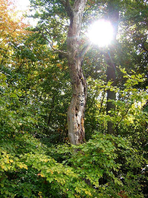zonenkinder | tree | germany