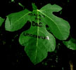 elfo | green | italy (31 votes)