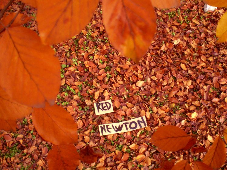 elfo | red | tree | italy