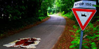 elfo | roadsign | italy (27 votes)