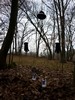 elfo | tree | 3-d | italy (33 votes)