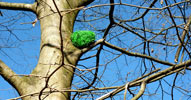 elfo | tree | green | 3-d | italy (17 votes)