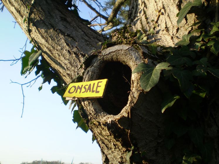 elfo | tree | italy