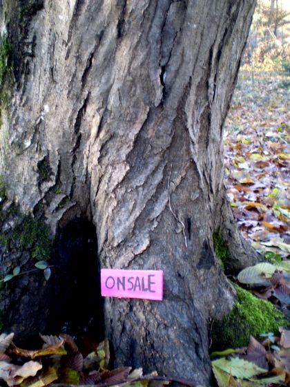 elfo | tree | italy