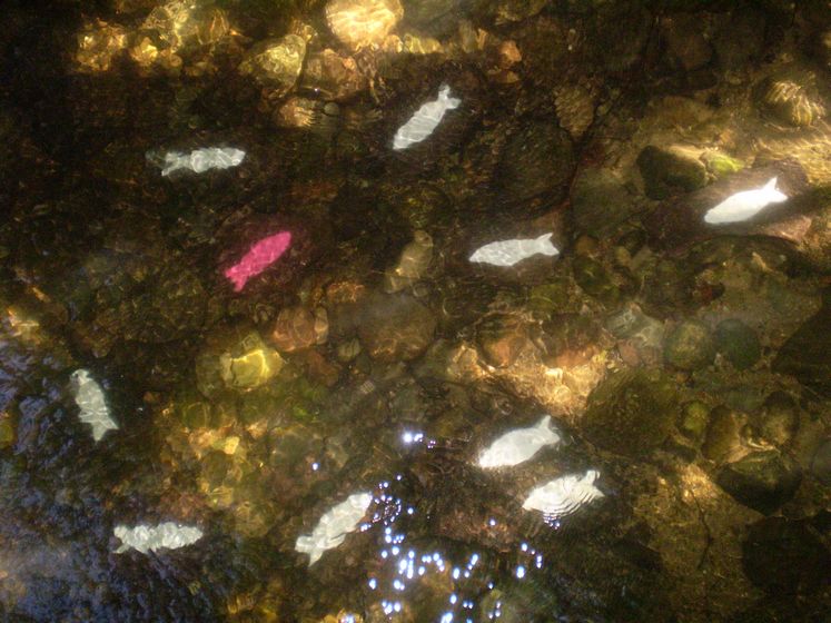 elfo | water | fish | italy