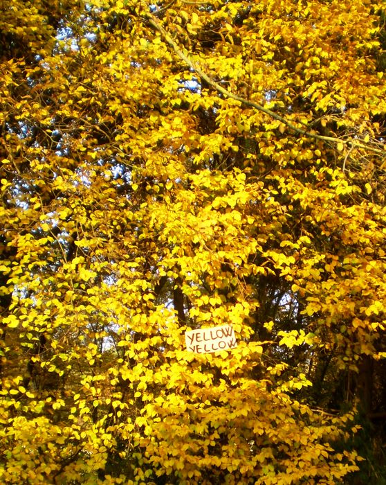 elfo | yellow | tree | italy