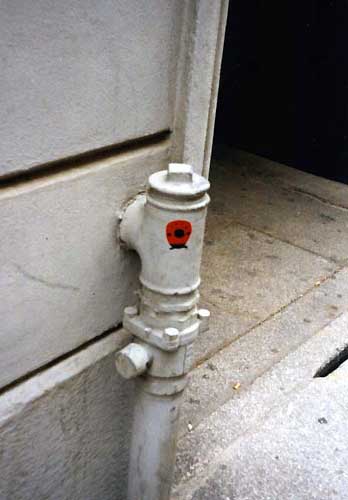 ladybug | alessandria | italy
