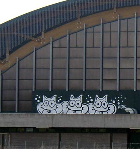 sqon | roof | italy | cat