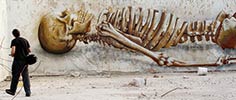 sika | skull | italy (239 votes)
