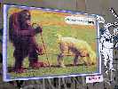 abbominevole | scimmiati | monkey | italy (1 vote)
