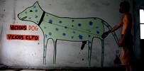 elfo | dog | italy (16 votes)