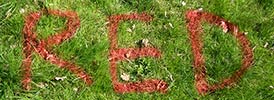 elfo | floor | green | red | colors | grass | italy (43 votes)