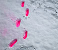elfo | snow | floor | pink | italy (41 votes)