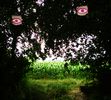 elfo | tree | contextual-face | mantova | italy (22 votes)