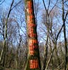 elfo | tree | mantova | italy (17 votes)