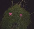 elfo | tree | night | italy (14 votes)