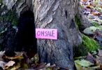 elfo | tree | italy (17 votes)