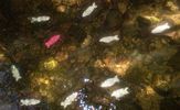 elfo | water | fish | italy (20 votes)