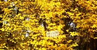 elfo | yellow | tree | italy (22 votes)