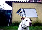 moneyless | dog | italy (22 votes)