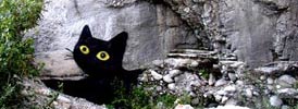 sqon | cat | italy (62 votes)