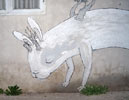 fotze | rabbit | mexico (36 votes)