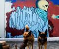 kosuc | dog | mexico (43 votes)