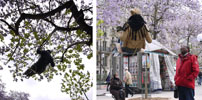 -g- | 3-d | paris (30 votes)