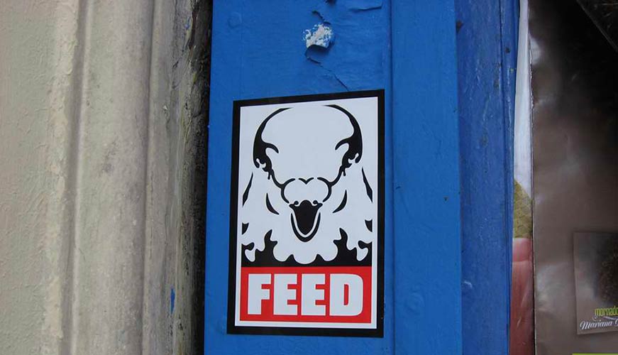 feed | pigeon | paris