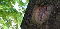 nespoon | warsaw | tree | poland (20 votes)