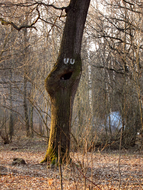0331c | tree | russia