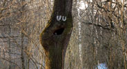 0331c | tree | russia (22 votes)
