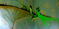 nek-crew | moscow | green | russia (41 votes)