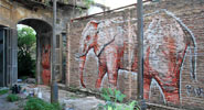 jaz | elephant | buenosaires | argentina | south-america (24 votes)