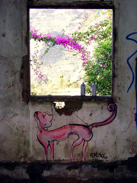 vera | ecuador | cat | south-america