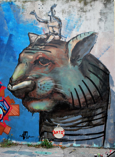 jaz | cat | buenosaires | argentina | south-america