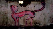 vera | ecuador | cat | south-america (35 votes)