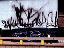 stinkfish | bogota | colombia | south-america (14 votes)
