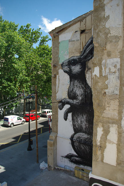 roa | rabbit | zaragoza | spain