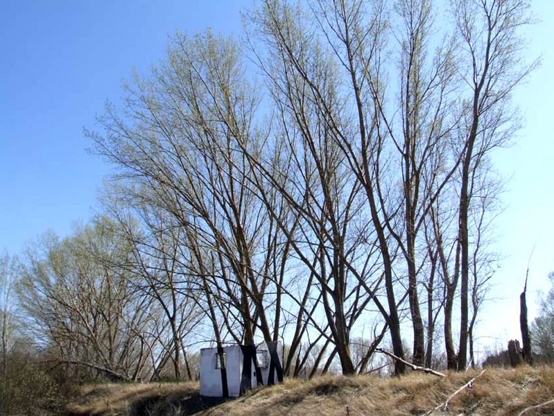 pablo-s-herrero | lasogaalcielo | tree | salamanca | spain