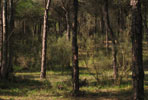 mesa | tree | spain (25 votes)