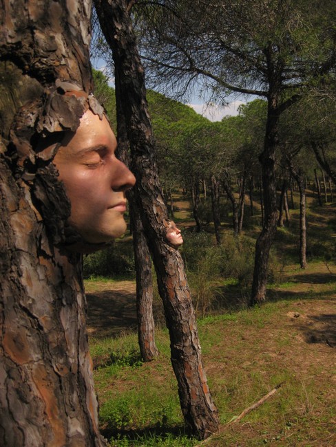 mesa | tree | spain | spring2010