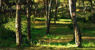 mesa | tree | spain (37 votes)