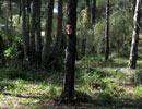 mesa | tree | spain (27 votes)