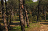 mesa | tree | spain (30 votes)