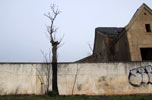 pablo-s-herrero | tree | salamanca | spain (28 votes)